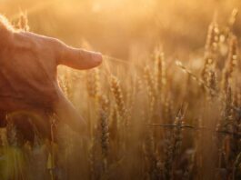 Panorama global y nacional de cereales SNA N°8 2025 Panorama global y nacional de cereales SNA N°8 2025