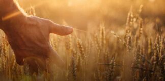 Panorama global y nacional de cereales SNA N°8 2025