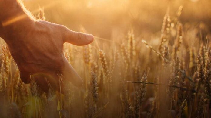 Panorama global y nacional de cereales SNA N°8 2025