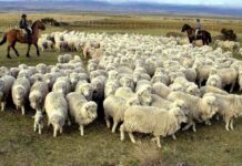 Chile suspendió la importación de carne argentina de la Patagonia y peligran mercados clave para el país trasandino