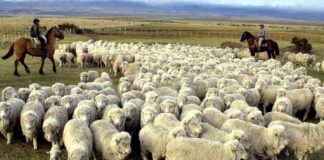 Chile suspendió la importación de carne argentina de la Patagonia y peligran mercados clave para el país trasandino