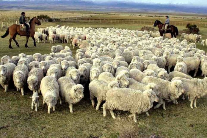 Chile suspendió la importación de carne argentina desde la Patagonia y peligran mercados clave para el país trasandino Chile suspendió la importación de carne argentina de la Patagonia y peligran mercados clave para el país trasandino