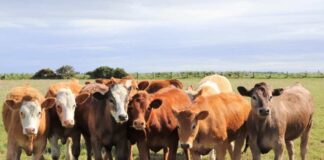 Chile suspende importación de carne argentina. tras reforma sanitaria interna de Milei