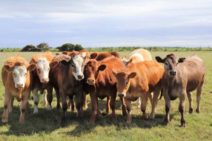 Chile suspende importación de carne argentina. tras reforma sanitaria interna de Milei