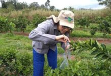 Científicos desarrollan método para detectar pesticidas en polen de azahar con mayor precisión y menor impacto ambiental Científicos desarrollan método para detectar pesticidas en polen de azahar con mayor precisión y menor impacto ambiental