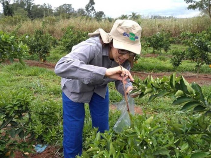 Científicos desarrollan método para detectar pesticidas en polen de azahar con mayor precisión y menor impacto ambiental