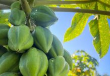 Cobquecura e INIA organizan seminario sobre desafíos agronómicos del papayo Cobquecura e INIA organizan seminario sobre desafíos agronómicos del papayo