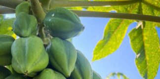 Cobquecura e INIA organizan seminario sobre desafíos agronómicos del papayo