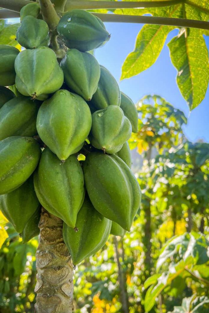 Cobquecura e INIA organizan seminario sobre desafíos agronómicos del papayo