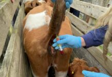 Comenzó muestreo de brucelosis bovina en ganado de familias de Cañete y Tirúa