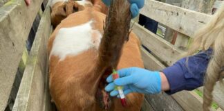 Comenzó muestreo de brucelosis bovina en ganado de familias de Cañete y Tirúa