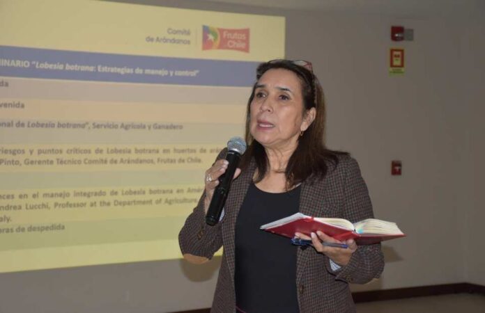 Comité de Arándanos y SAG refuerzan medidas para controlar Lobesia botrana ante aumento de capturas 