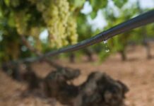 ¿Cómo prosperar en medio de la escasez de agua? ¿Cómo prosperar en medio de la escasez de agua?