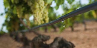 ¿Cómo prosperar en medio de la escasez de agua?