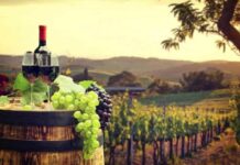 Consorcio I+D Vinos de Chile lanza herramientas innovadoras para fortalecer la competitividad del sector vitivinícola y agrícola