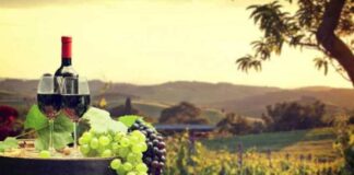 Consorcio I+D Vinos de Chile lanza herramientas innovadoras para fortalecer la competitividad del sector vitivinícola y agrícola