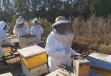 Cooperativa apícola del Huasco fortalecerá producción y comercialización nacional e internacional de su miel Cooperativa apícola del Huasco fortalecerá producción y comercialización nacional e internacional de su miel