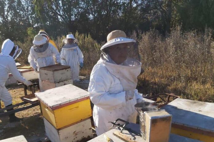 Cooperativa apícola del Huasco fortalecerá producción y comercialización nacional e internacional de su miel Cooperativa apícola del Huasco fortalecerá producción y comercialización nacional e internacional de su miel