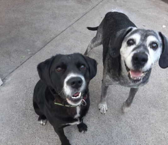 El Alzheimer Canino: Cuando la memoria de tu mascota empieza a desvanecerse