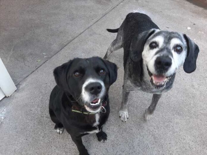 El Alzheimer Canino Cuando la memoria de tu mascota empieza a desvanecerse El Alzheimer Canino: Cuando la memoria de tu mascota empieza a desvanecerse