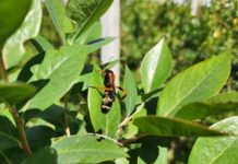 El poder del olfato: cómo la comprensión del idioma de los insectos puede transformar la agricultura El poder del olfato: cómo la comprensión del idioma de los insectos puede transformar la agricultura