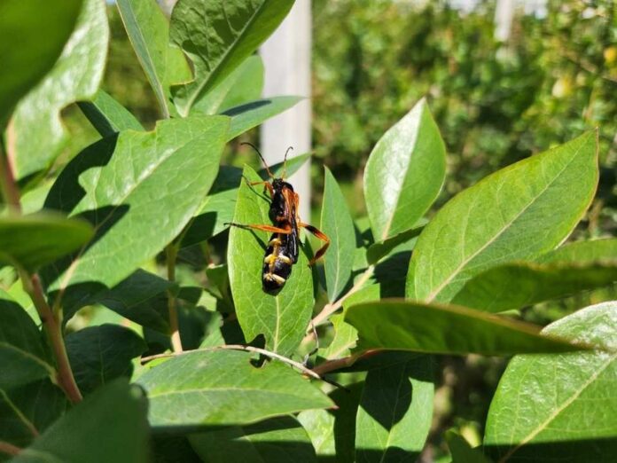 El poder del olfato cómo la comprensión del idioma de los insectos puede transformar la agricultura El poder del olfato: cómo la comprensión del idioma de los insectos puede transformar la agricultura