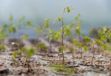 El regreso del Toromiro: una misión que sigue en marcha hacia Rapa Nui