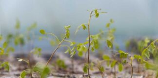 El regreso del Toromiro: una misión que sigue en marcha hacia Rapa Nui