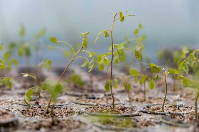 El regreso del Toromiro: una misión que sigue en marcha hacia Rapa Nui El regreso del Toromiro: una misión que sigue en marcha hacia Rapa Nui