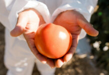 Enza Zaden refuerza su presencia en Chile para impulsar la innovación agrícola Enza Zaden refuerza su presencia en Chile para impulsar la innovación agrícola