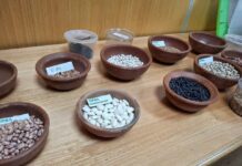 Especialistas ahondan en mejoramiento genético de los porotos y en los desafíos y tendencias de esta legumbre Especialistas ahondan en mejoramiento genético de los porotos y en los desafíos y tendencias de esta legumbre