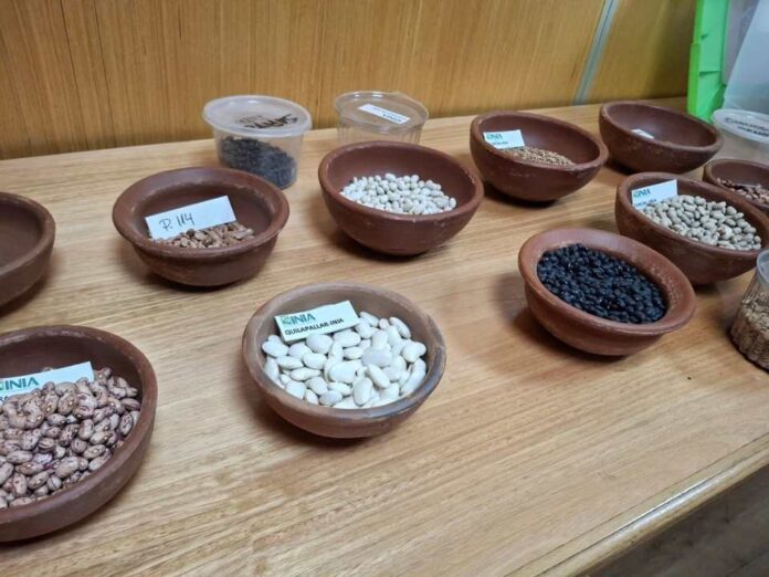 Especialistas ahondan en mejoramiento genético de los porotos y en los desafíos y tendencias de esta legumbre