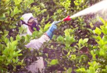 Especialistas alertan sobre nuevas plagas en frutales producto del cambio climático Especialistas alertan sobre nuevas plagas en frutales producto del cambio climático