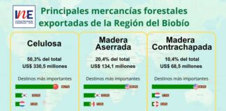 Exportaciones forestales de la Región del Biobío disminuyeron 6,6% en el trimestre abril-junio de 2025