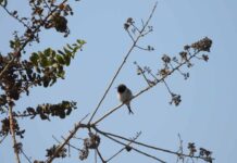 Fiscalización de CONAF detiene posibles daños a nidificación del Picaflor de Arica en Quebrada de Camarones