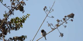Fiscalización de CONAF detiene posibles daños a nidificación del Picaflor de Arica en Quebrada de Camarones