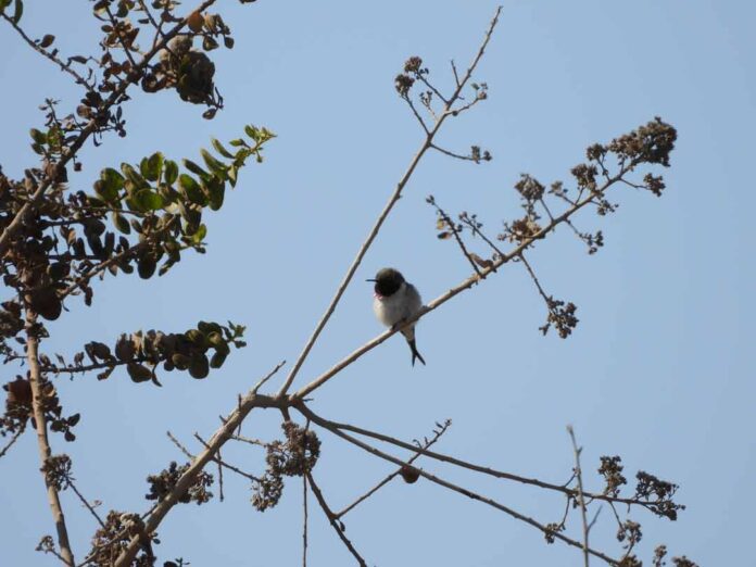 Fiscalización de CONAF detiene posibles daños a nidificación del Picaflor de Arica en Quebrada de Camarones Fiscalización de CONAF detiene posibles daños a nidificación del Picaflor de Arica en Quebrada de Camarones