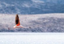 Flamenco chileno del Salar de Surire viaja 1.480 kilómetros y aparece en Argentina
