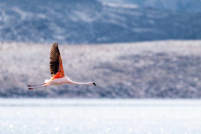 Flamenco chileno del Salar de Surire viaja 1.480 kilómetros y aparece en Argentina Flamenco chileno del Salar de Surire viaja 1.480 kilómetros y aparece en Argentina