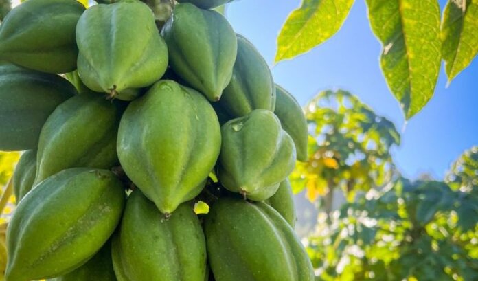 Papayo en Ñuble: especialistas de INIA entregarán claves para una fruticultura resiliente