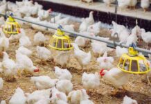 Gobierno reanuda ingreso de productos avícolas desde Brasil tras superarse brote de influenza aviar