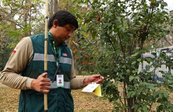Gremios chilenos exigen acciones inmediatas para enfrentar la mosca de la fruta Gremios chilenos exigen acciones inmediatas para enfrentar la mosca de la fruta
