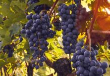 INIA La Platina lanza libro sobre virus que afectan el cultivo de la vid en Chile