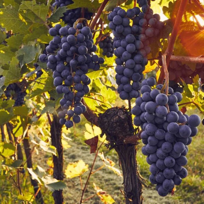 INIA La Platina lanza libro sobre virus que afectan el cultivo de la vid en Chile INIA La Platina lanza libro sobre virus que afectan el cultivo de la vid en Chile