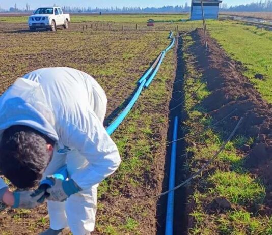 INIA evalúa riego subterráneo en alfalfa en el centro sur de Chile