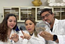 Investigación que busca recuperar suelos dañados representará a Chile en la COP30