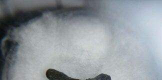 Investigación reconstruye la historia y adaptabilidad de peces cartilaginosos en el pasado de Chile