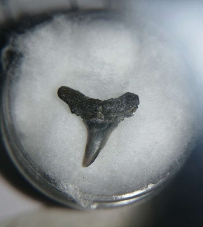 Investigación reconstruye la historia y adaptabilidad de peces cartilaginosos en el pasado de Chile Investigación reconstruye la historia y adaptabilidad de peces cartilaginosos en el pasado de Chile