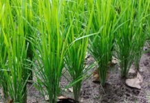 Investigadores de Berkeley mejoran el ADN del arroz, aumentando un 11 % la eficiencia del uso del agua y mejorando su tasa de crecimiento, con el objetivo de luchar contra el hambre en el mundo