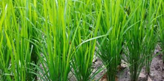 Investigadores de Berkeley mejoran el ADN del arroz, aumentando un 11 % la eficiencia del uso del agua y mejorando su tasa de crecimiento, con el objetivo de luchar contra el hambre en el mundo